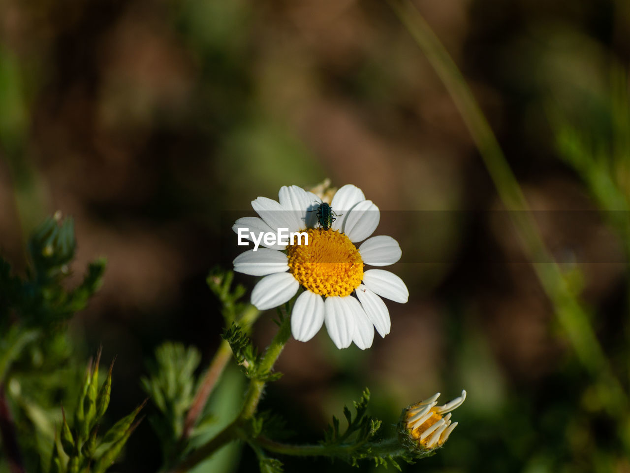 CLOSE-UP OF WHITE DAISY FLOWERS