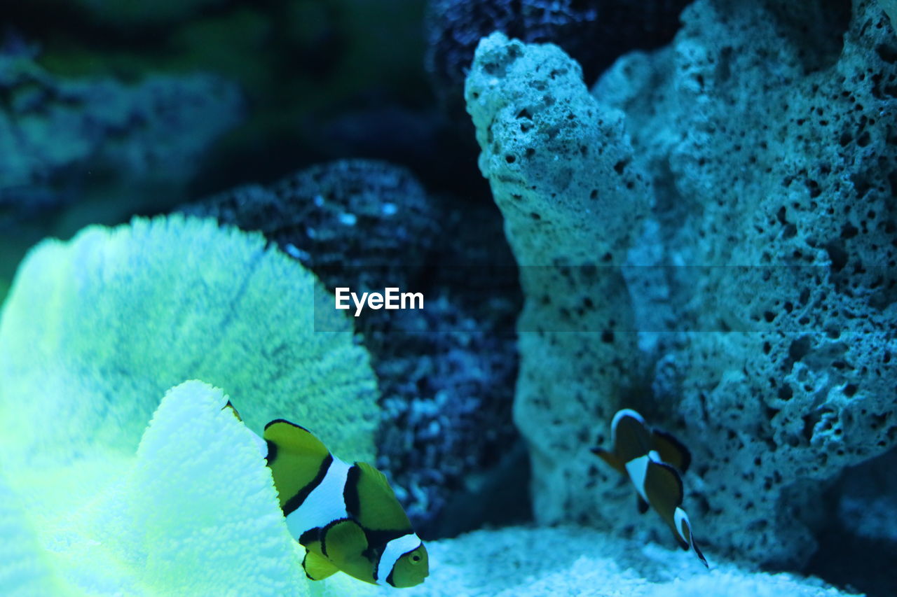 Close-up of fish in sea