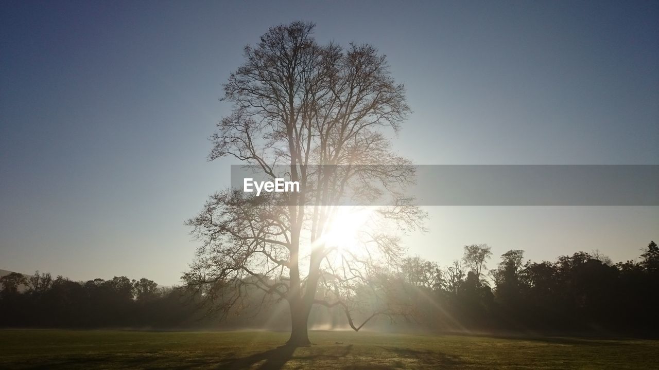Sunlight streaming through trees on field against sky