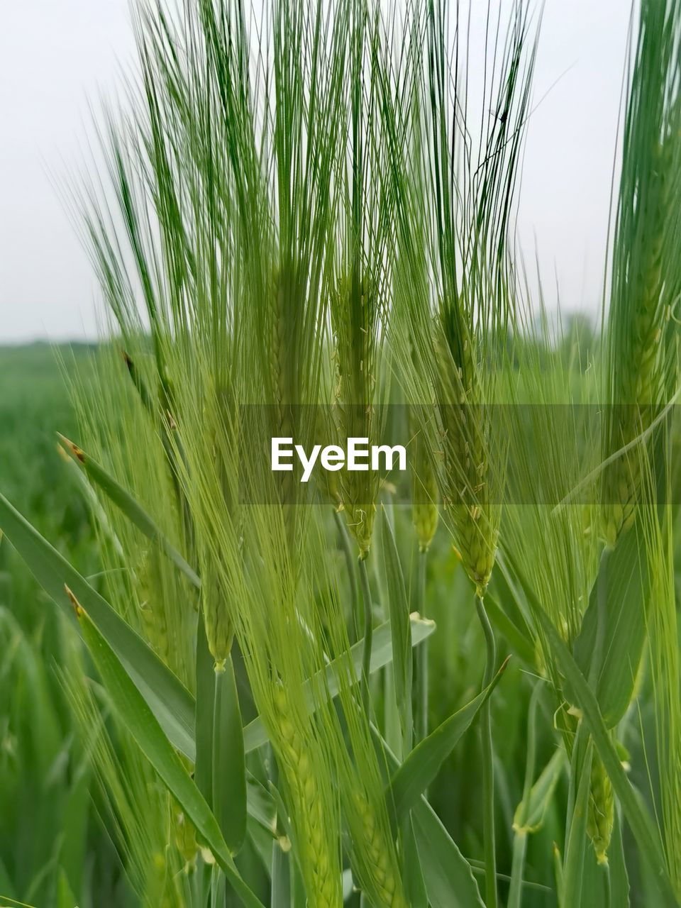 close-up of wheat growing in farm