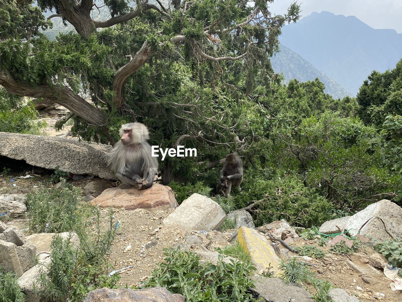 MONKEY SITTING ON ROCK AGAINST TREES