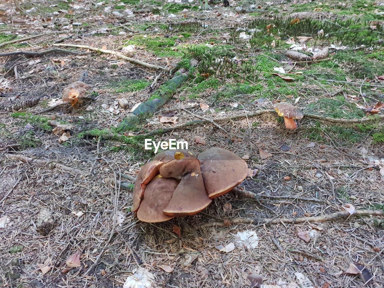 HIGH ANGLE VIEW OF MUSHROOMS ON DRY LEAVES