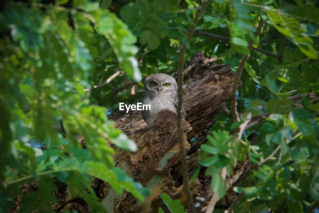 Spotted owlet looking at camera