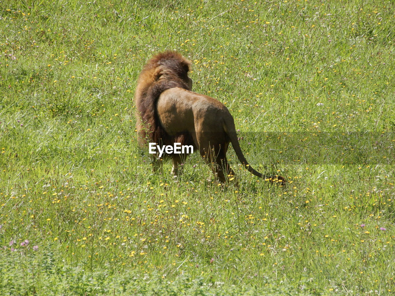 View of a lion on grassy land in a spanish nature reserve.