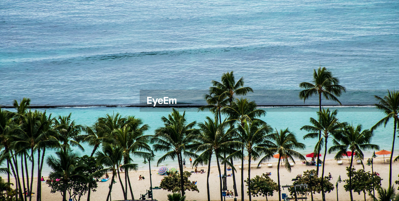 Palm trees against sky