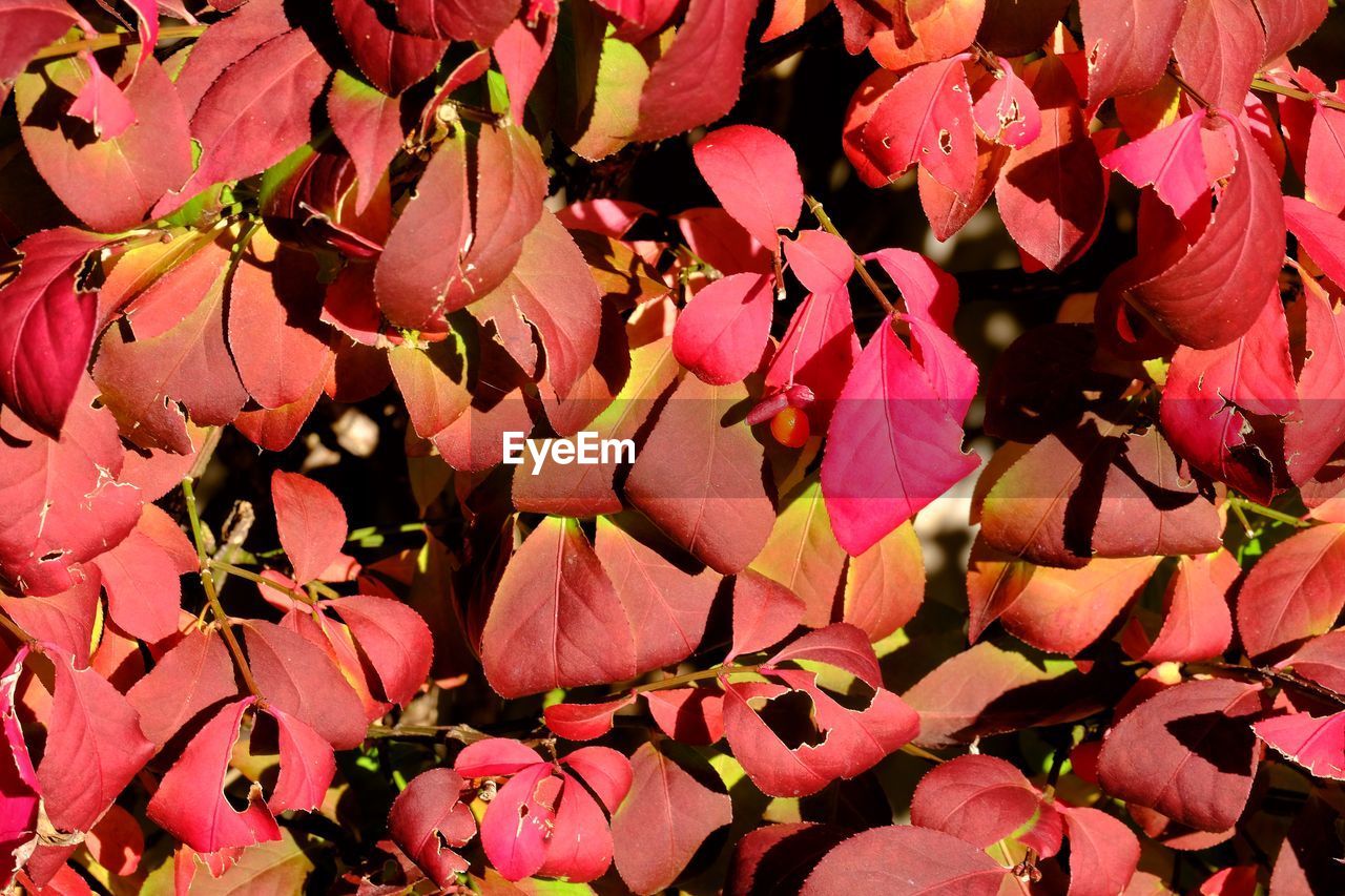 Full frame shot of pink flowering plants