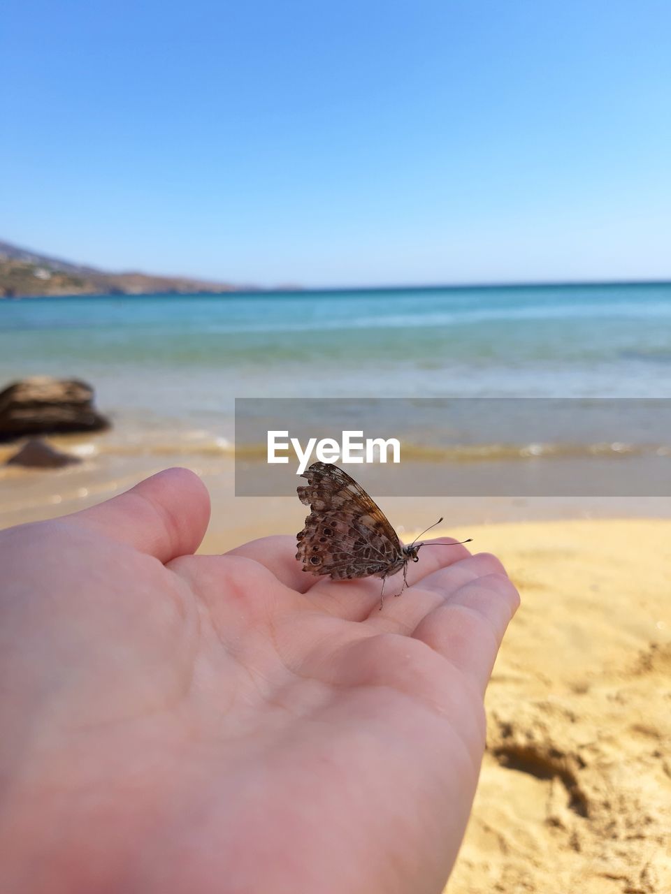 CROPPED IMAGE OF HAND HOLDING CRAB ON SAND