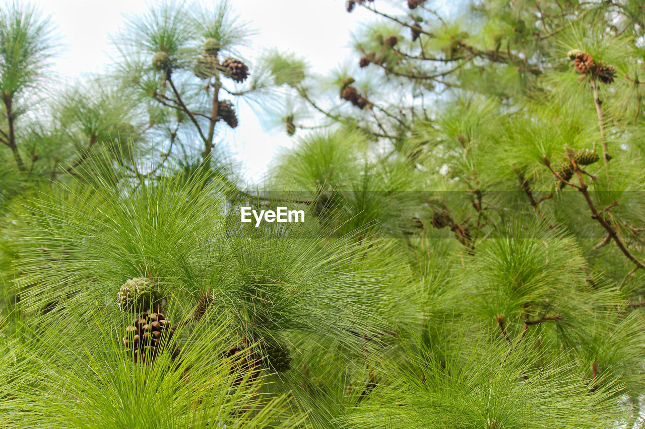 plant, tree, green, nature, branch, growth, beauty in nature, no people, day, flower, pine tree, outdoors, spruce, coniferous tree, tranquility, pinaceae, sky, leaf, low angle view, fir, vegetation, animal, land, animal themes, plant part, animal wildlife