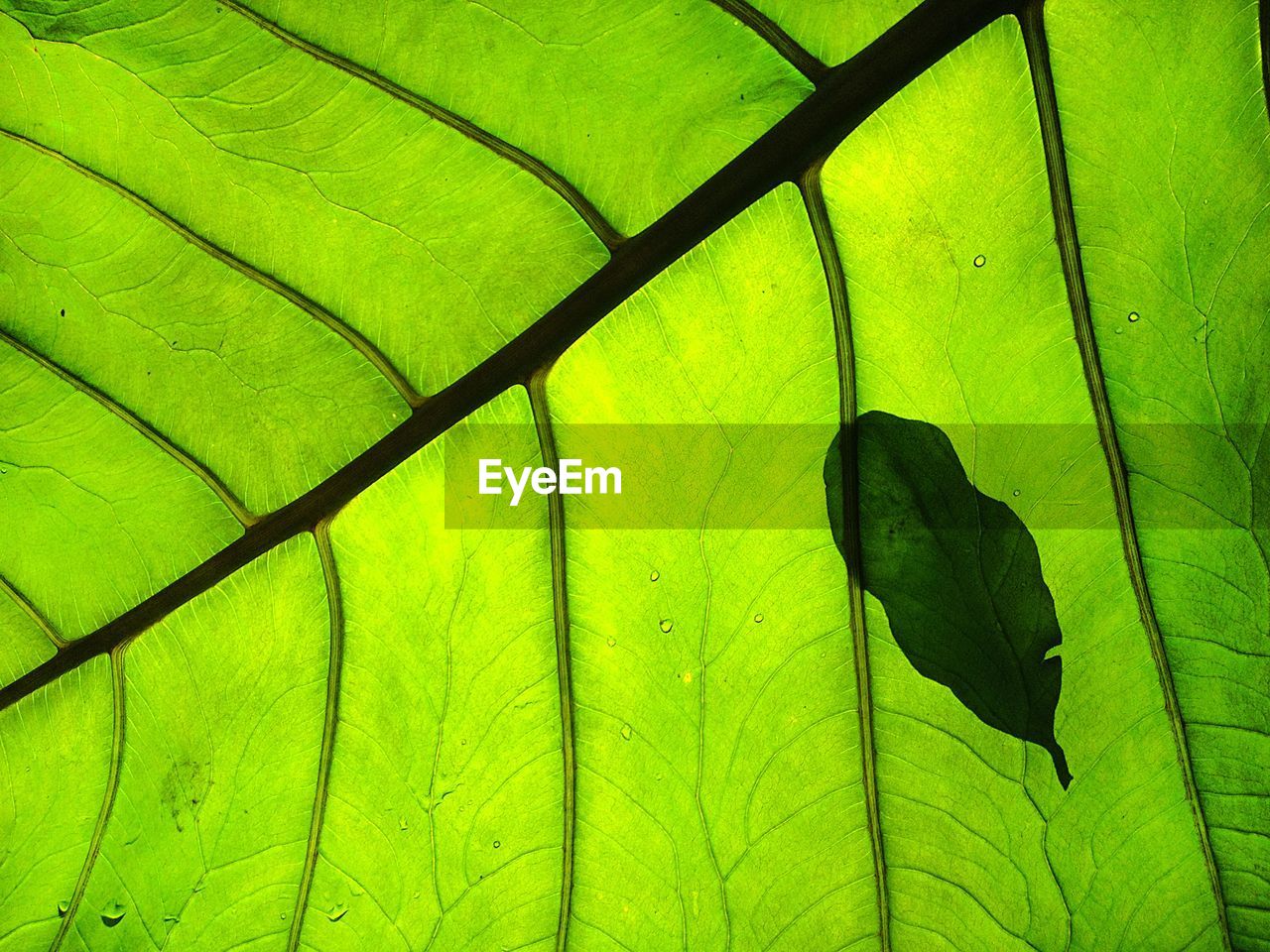 FULL FRAME SHOT OF GREEN INSECT