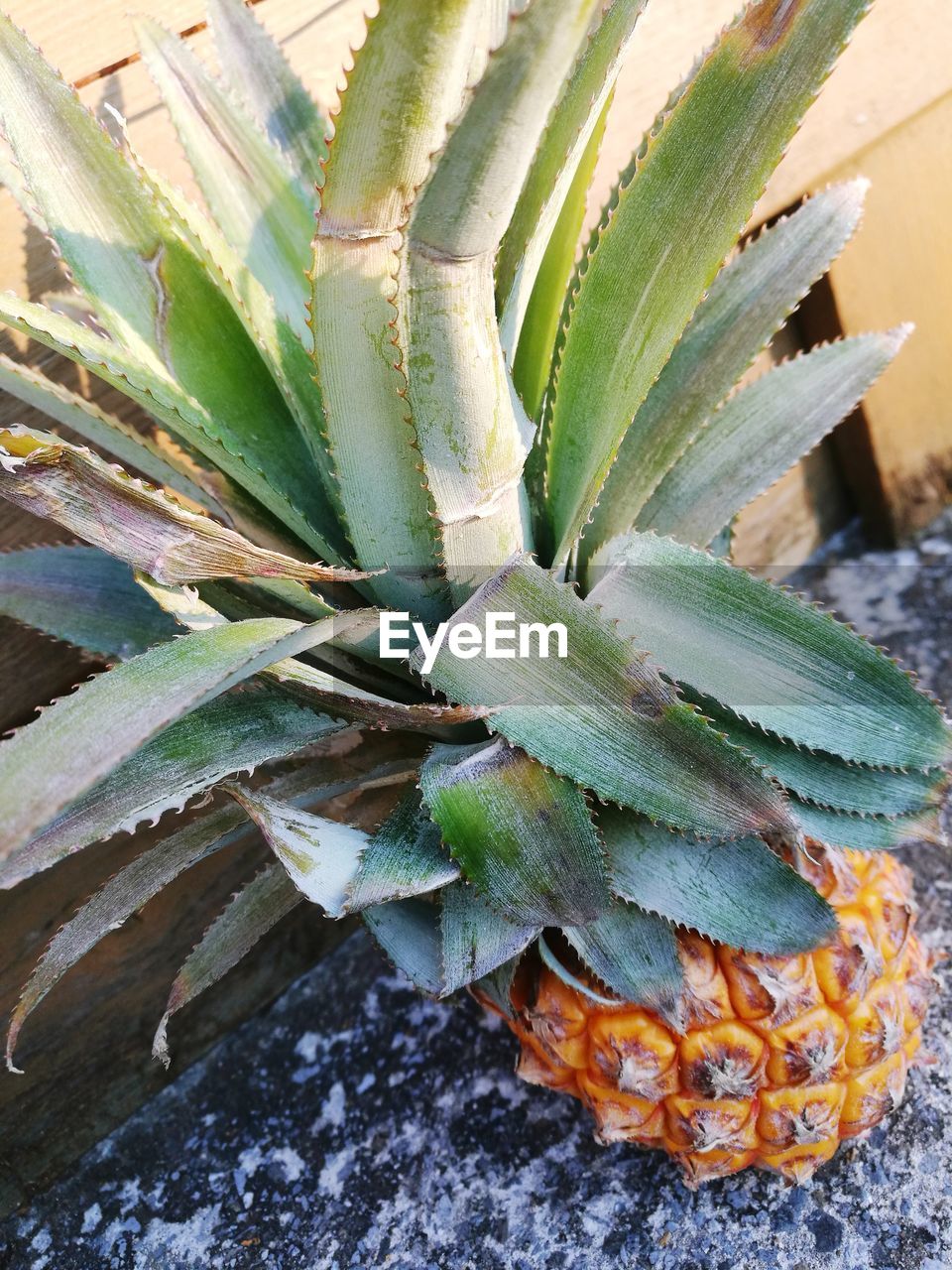 HIGH ANGLE VIEW OF SUCCULENT PLANT IN SHALLOW WATER