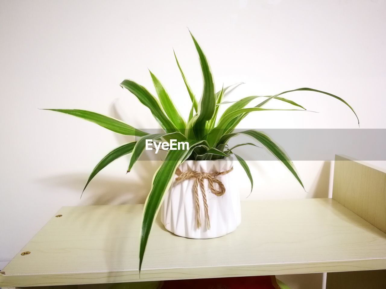 plant, indoors, nature, houseplant, floral design, floristry, no people, home interior, flowerpot, furniture, leaf, plant part, table, green, vase, flower, domestic room, art, wall - building feature, ikebana, wood, home, freshness, white, food and drink