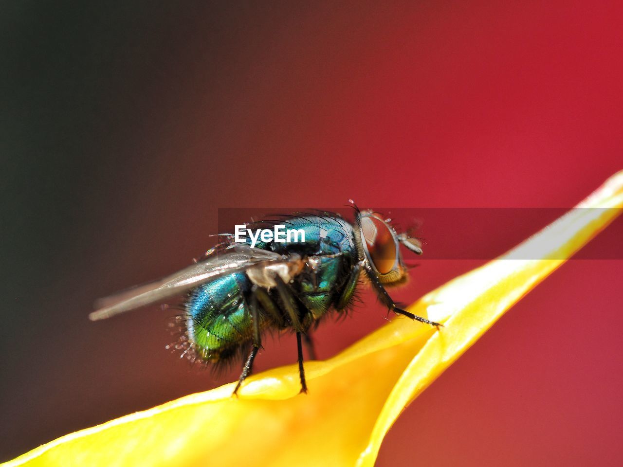 Close-up of fly on flower