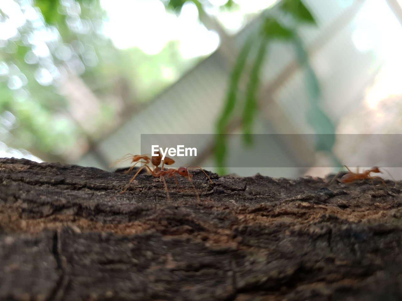 CLOSE-UP OF ANT ON TREE BARK