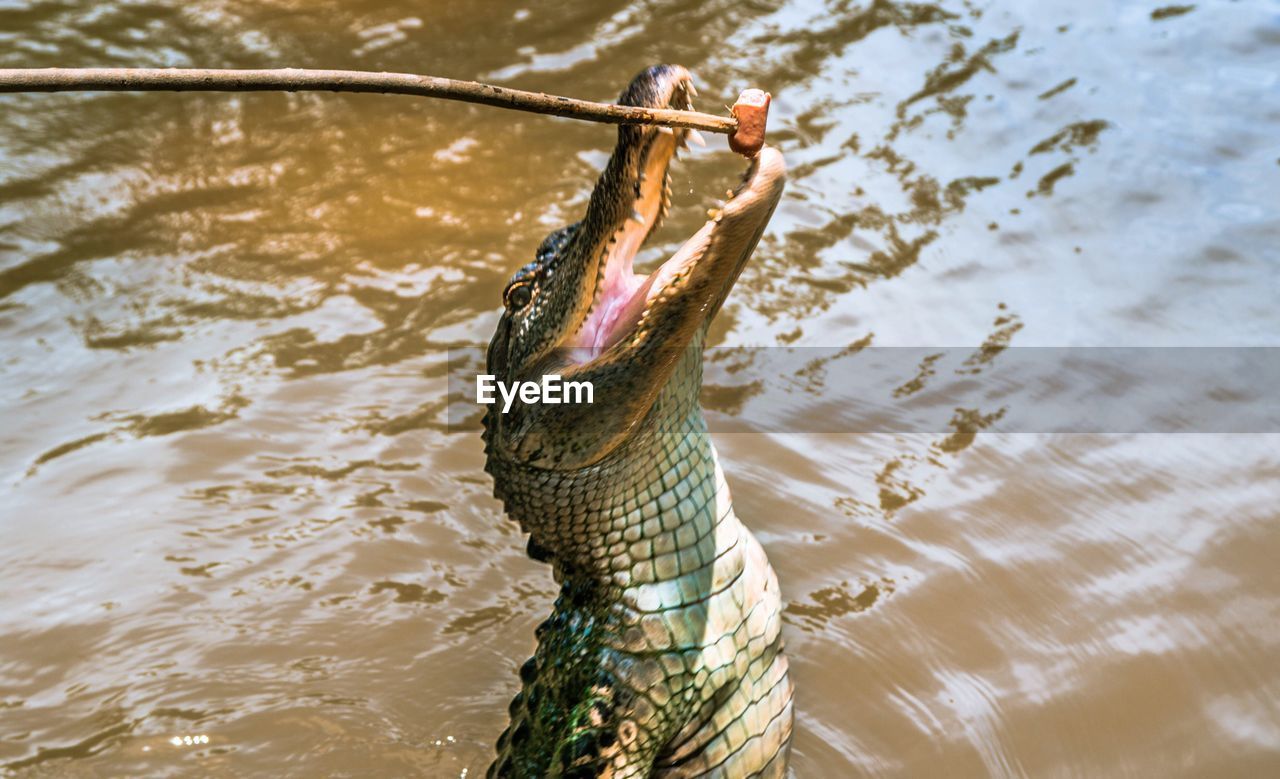 HIGH ANGLE VIEW OF TURTLE IN WATER