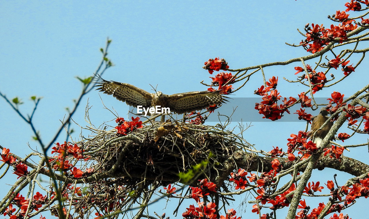 LOW ANGLE VIEW OF BIRD PERCHING ON BRANCH