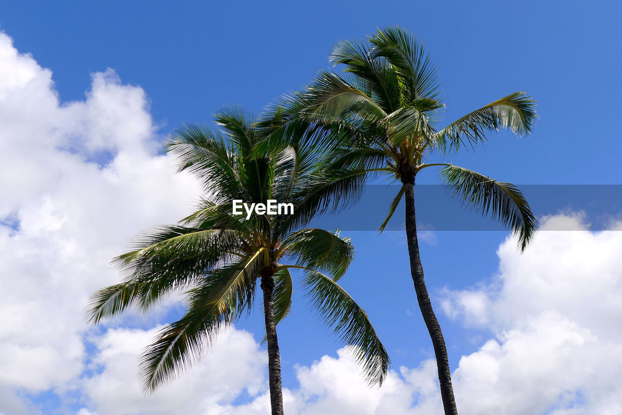 Low angle view of coconut palm tree against blue sky