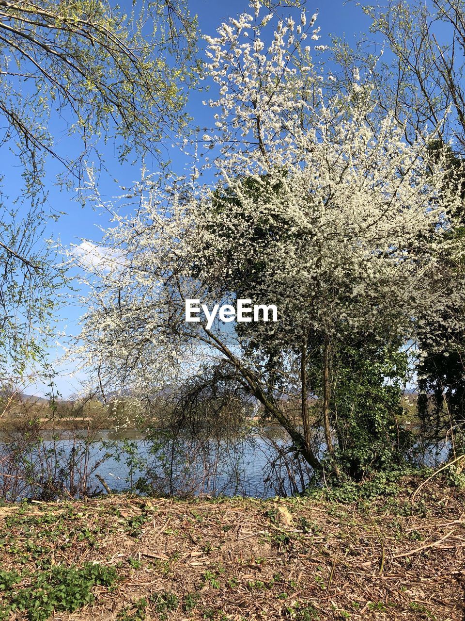 TREES GROWING ON FIELD