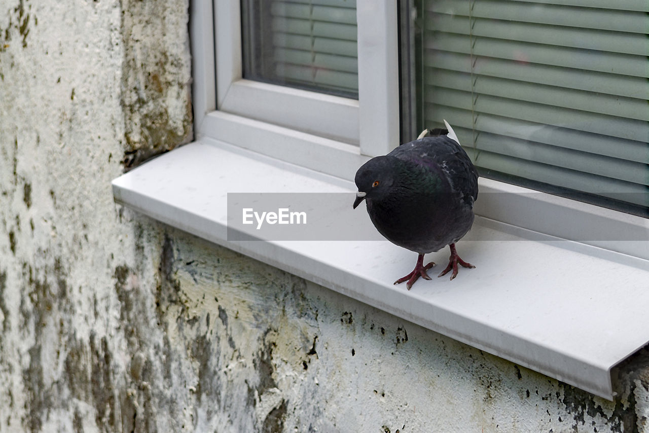 Bird perching on wall