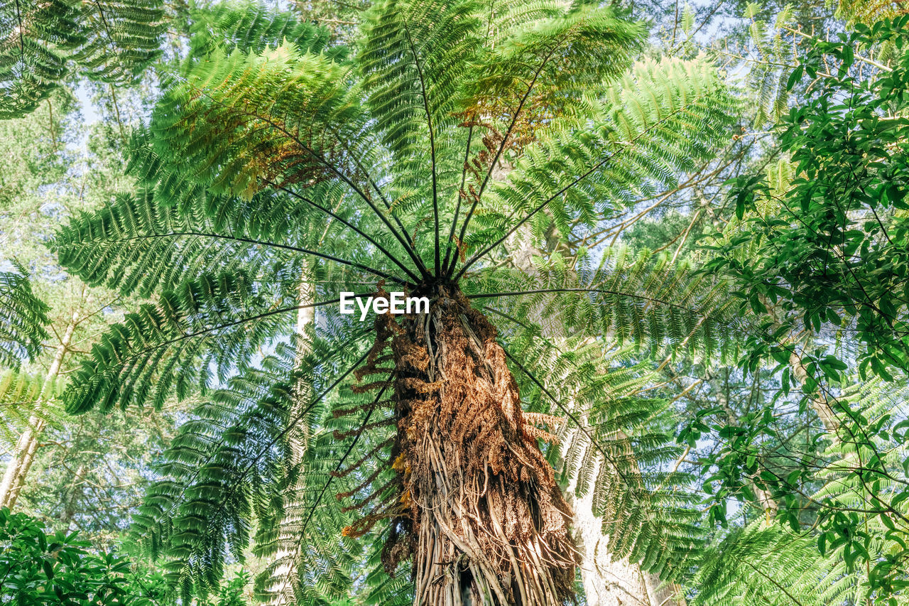 Low angle view of palm tree in forest