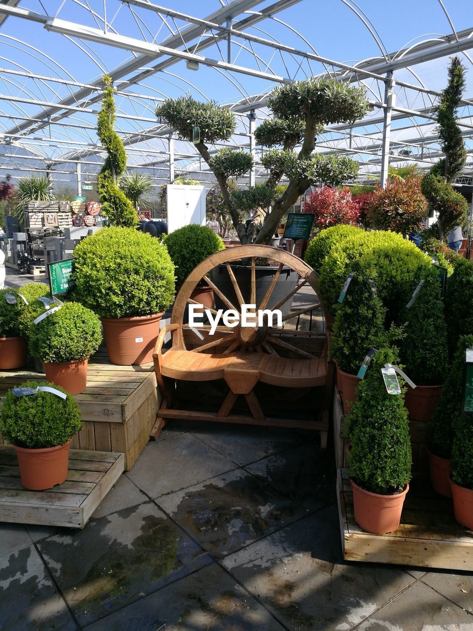 POTTED PLANTS IN YARD