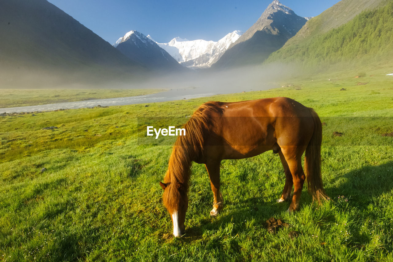 HORSE STANDING ON FIELD