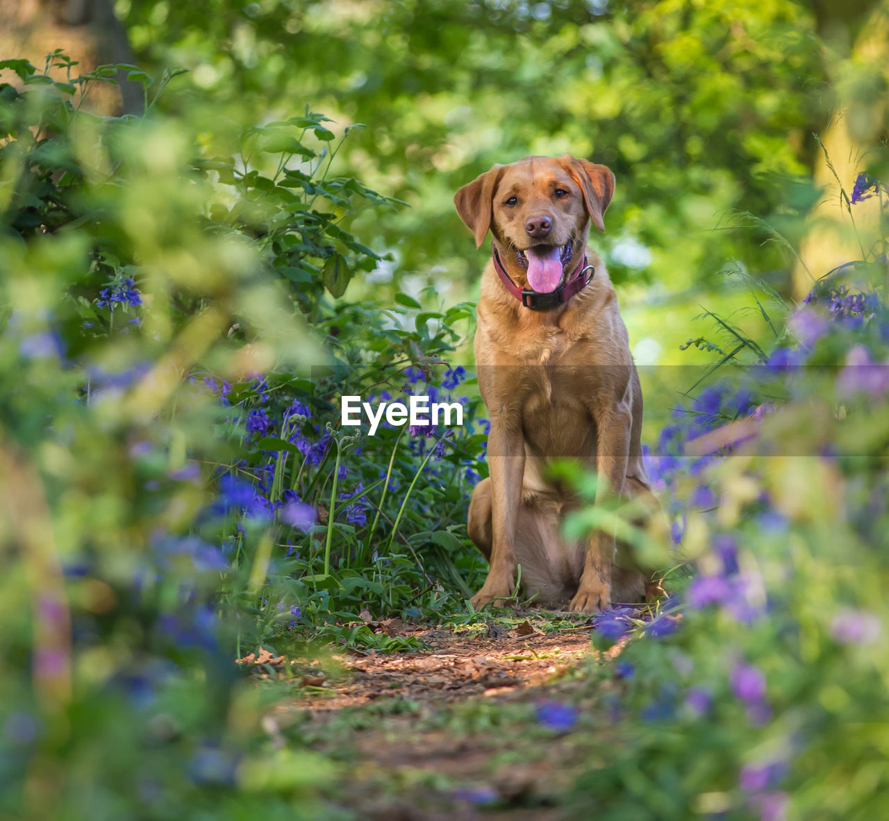 Happy pet labrador retriever dog sitting in a picturesque bluebell wood