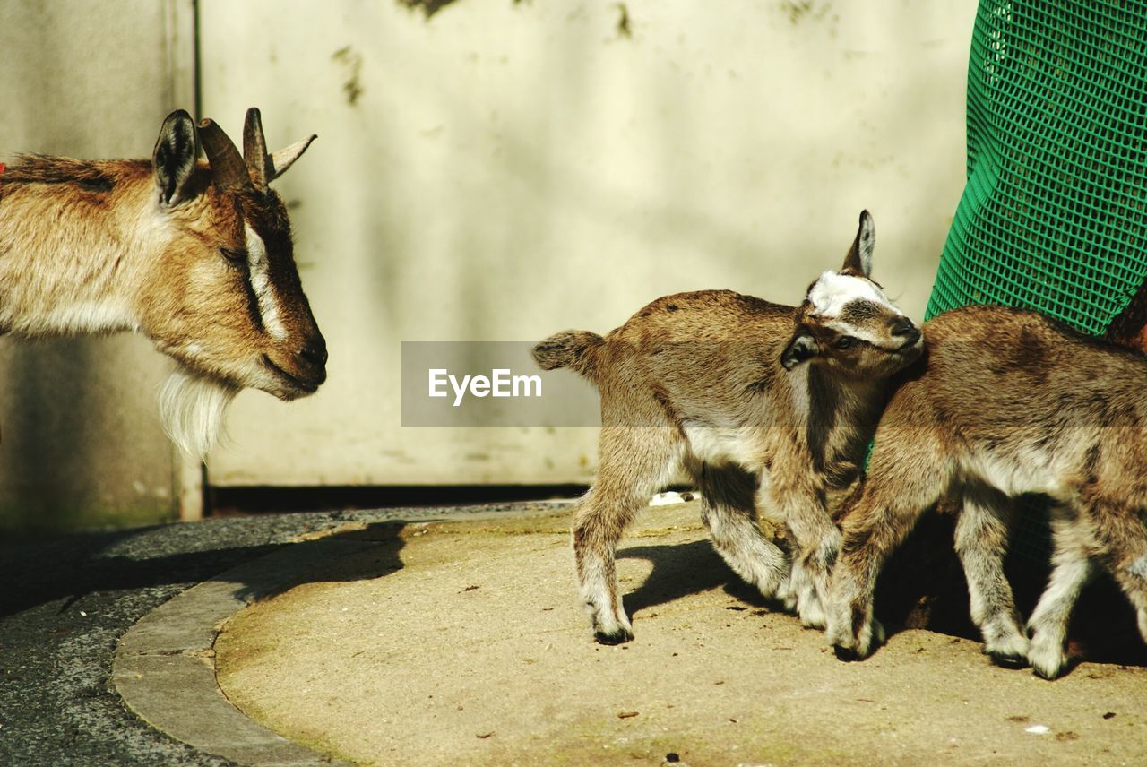 Goat with kids at entrance