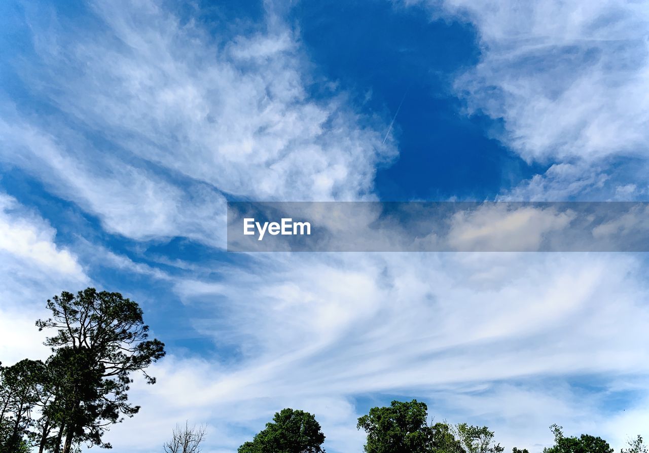 Low angle view of trees against blue sky