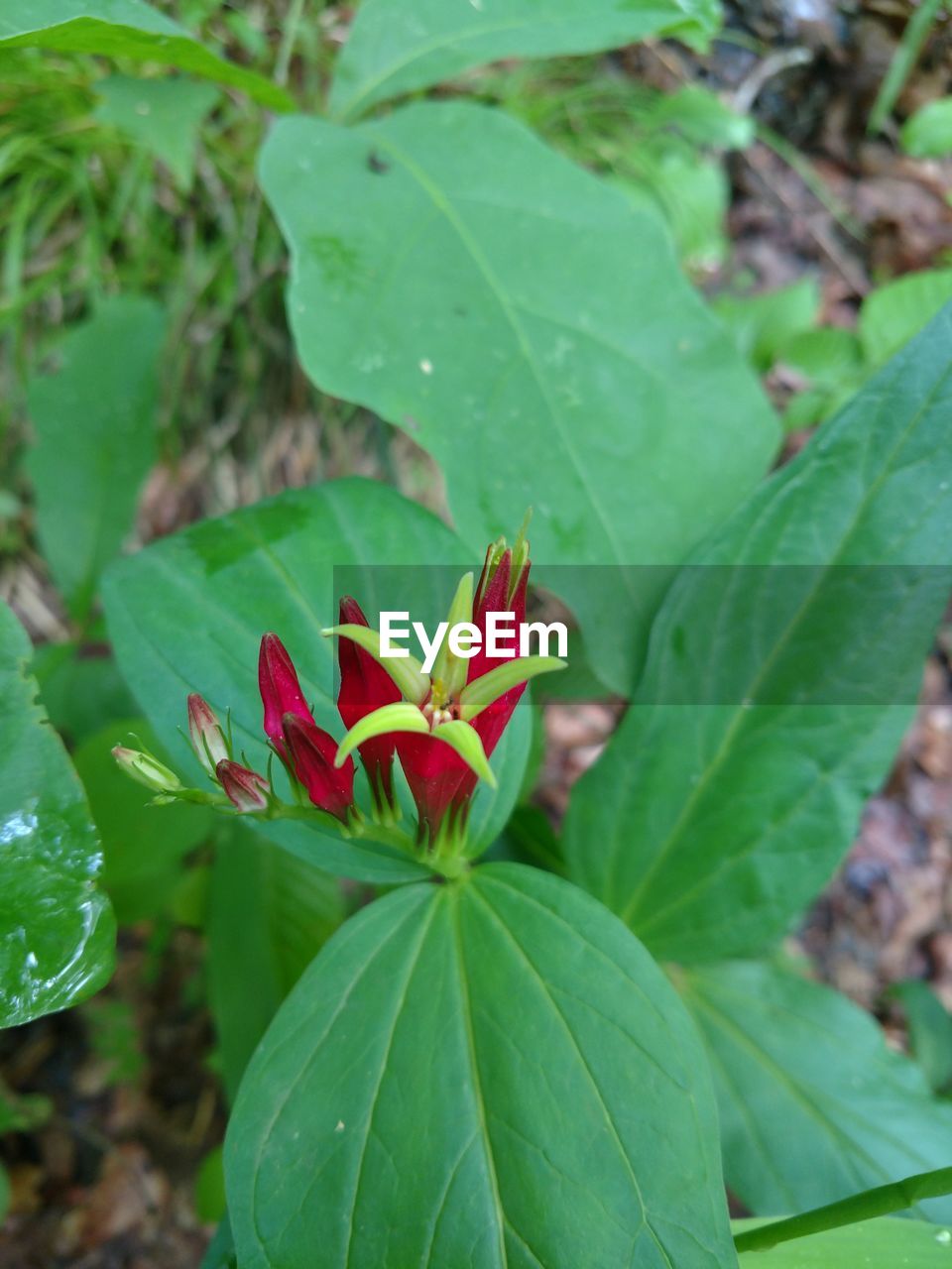 HIGH ANGLE VIEW OF RED FLOWER