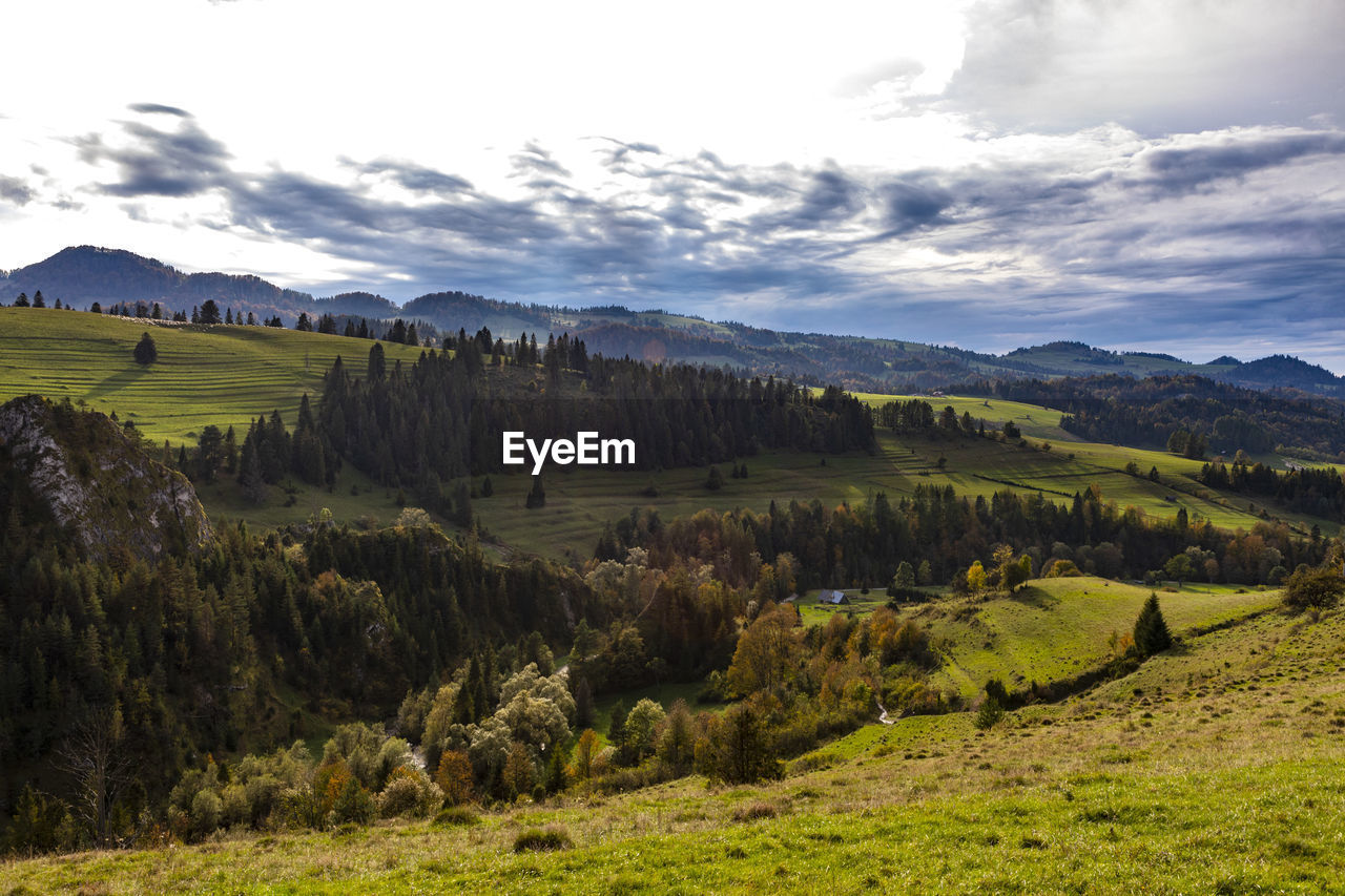 SCENIC VIEW OF TREES ON FIELD AGAINST SKY