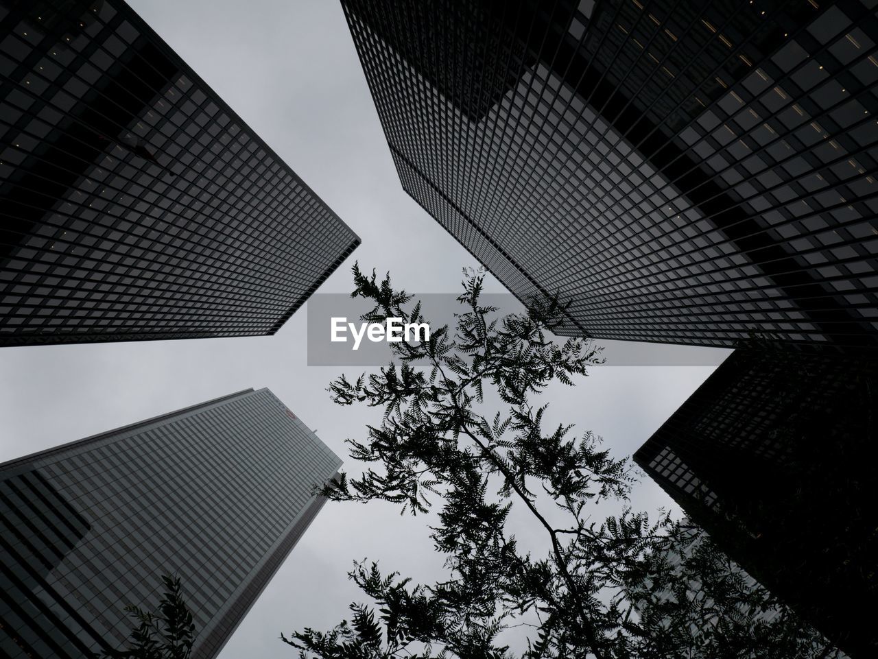 Low angle view of high-rise buildings and tree against sky