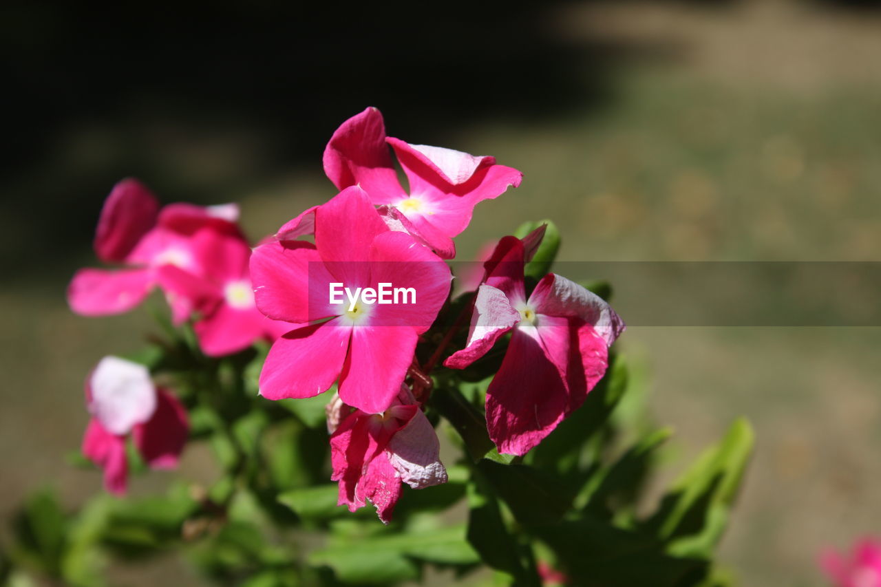 CLOSE-UP OF PINK FLOWERS BLOOMING IN GARDEN