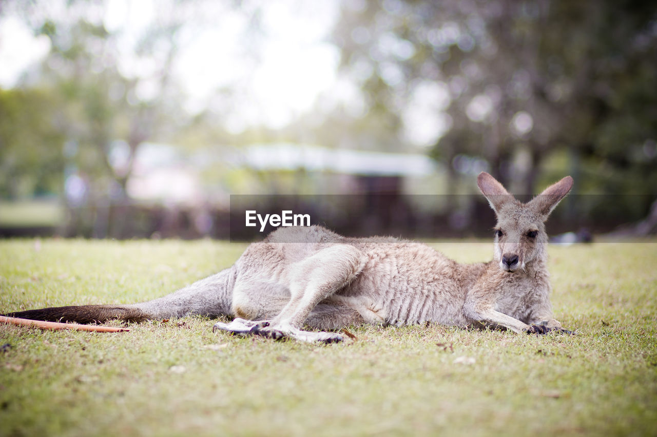 Kangaroo relaxing on grassy field