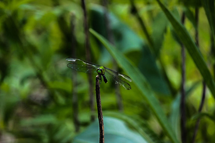 CLOSE-UP OF PLANT