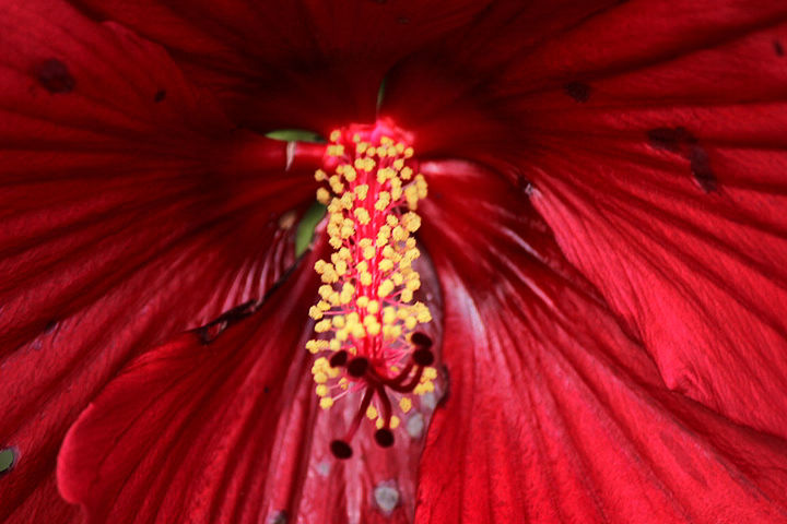 FULL FRAME SHOT OF RED FLOWER