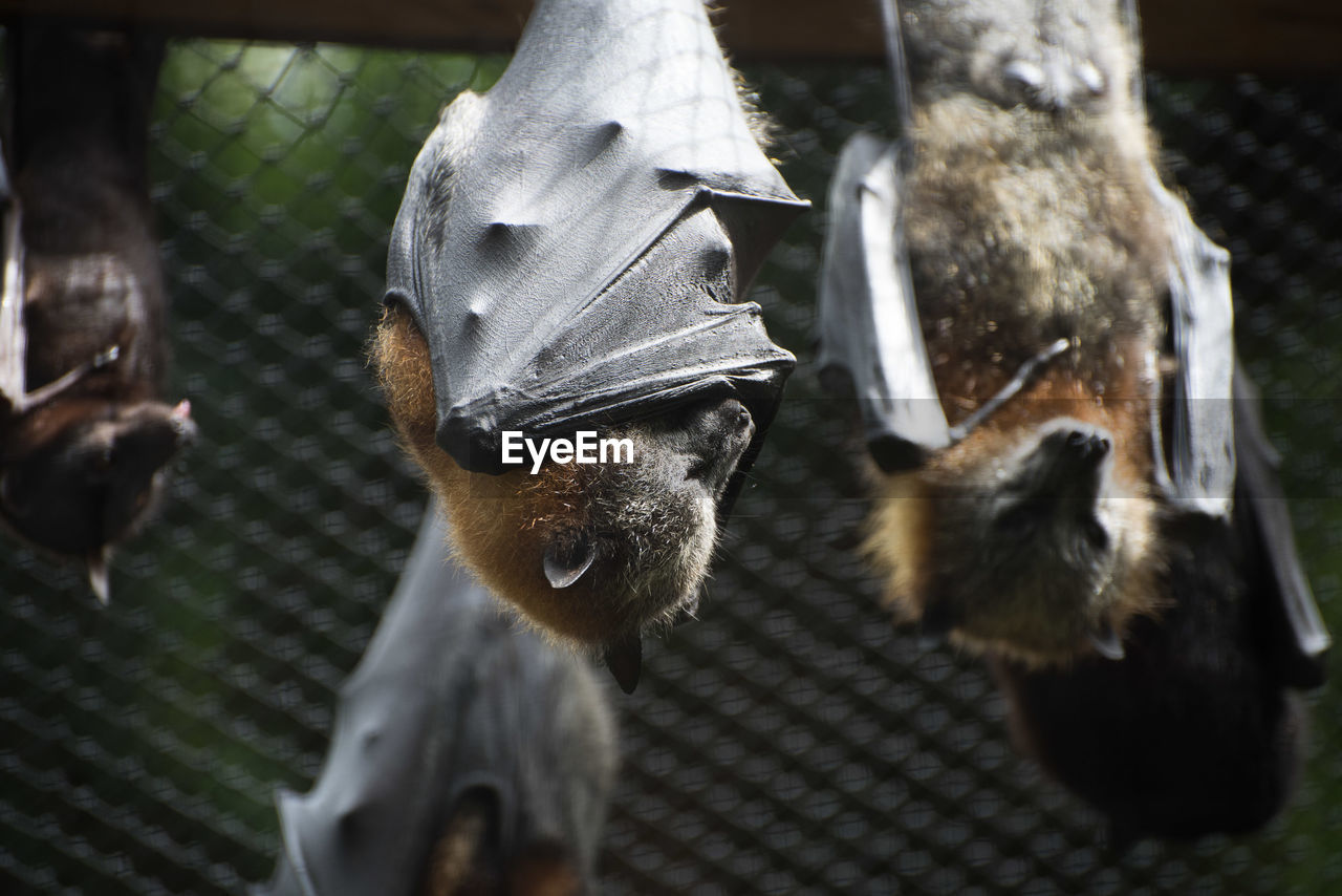 Close-up of bats against blurred background