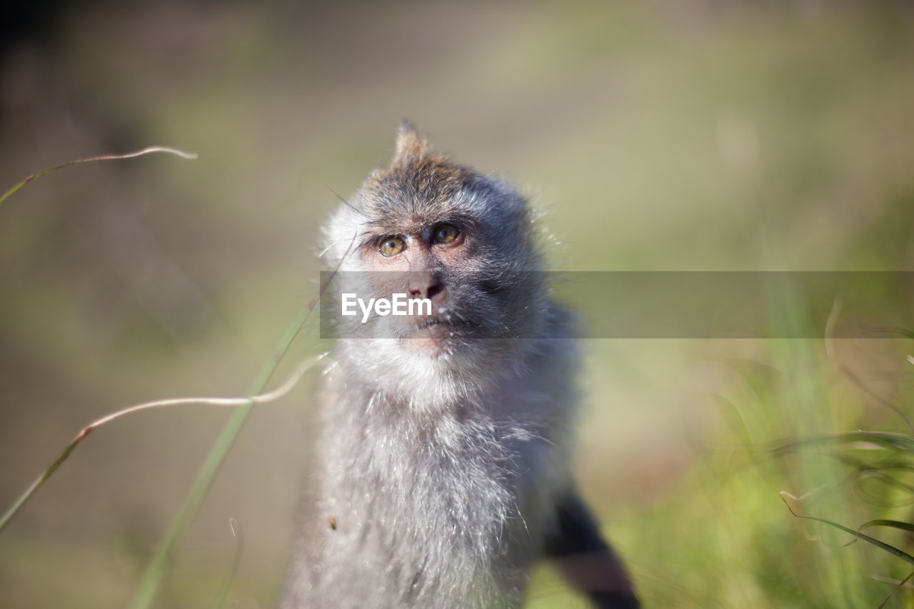 Portrait of a monkey