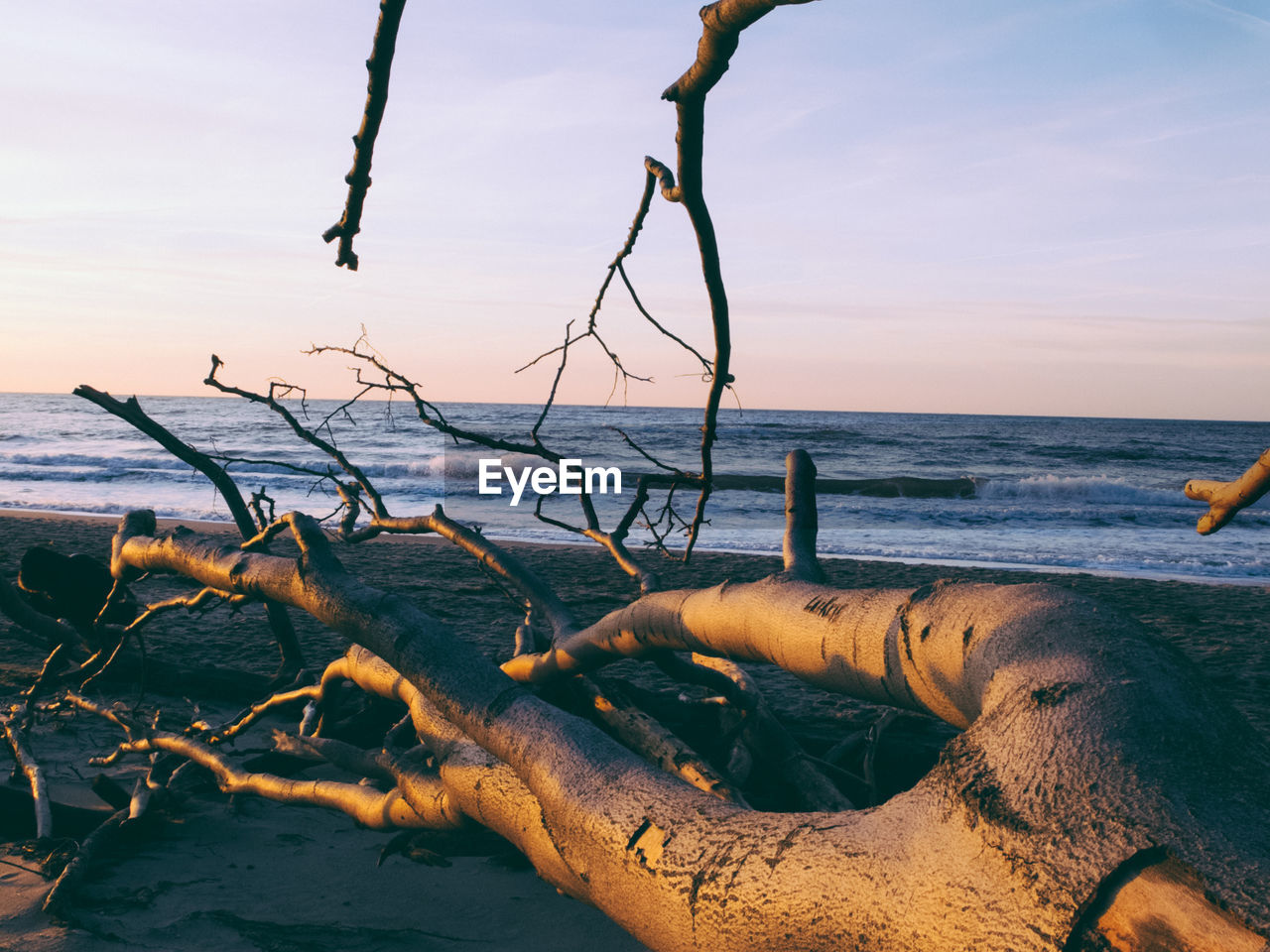 Close-up of log on shore against calm sea