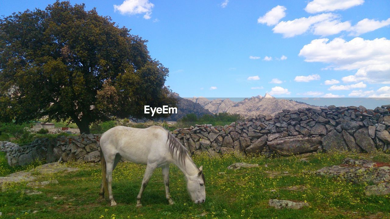 View of horse grazing in pasture