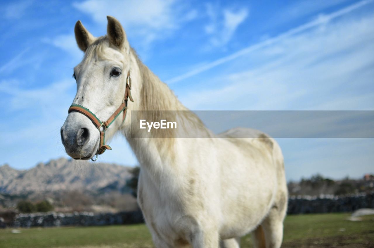 Close-up of a horse on landscape against the sky