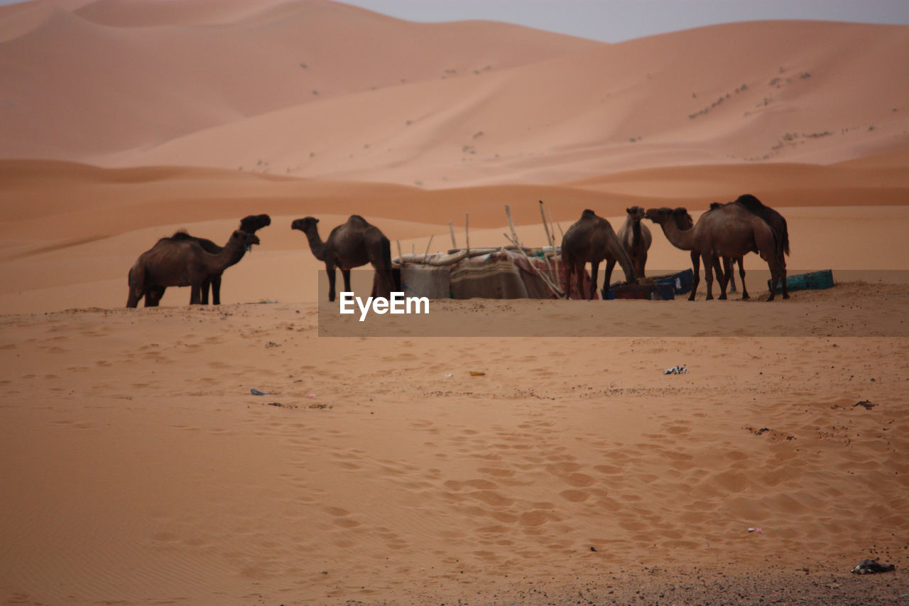 VIEW OF CAMELS ON DESERT