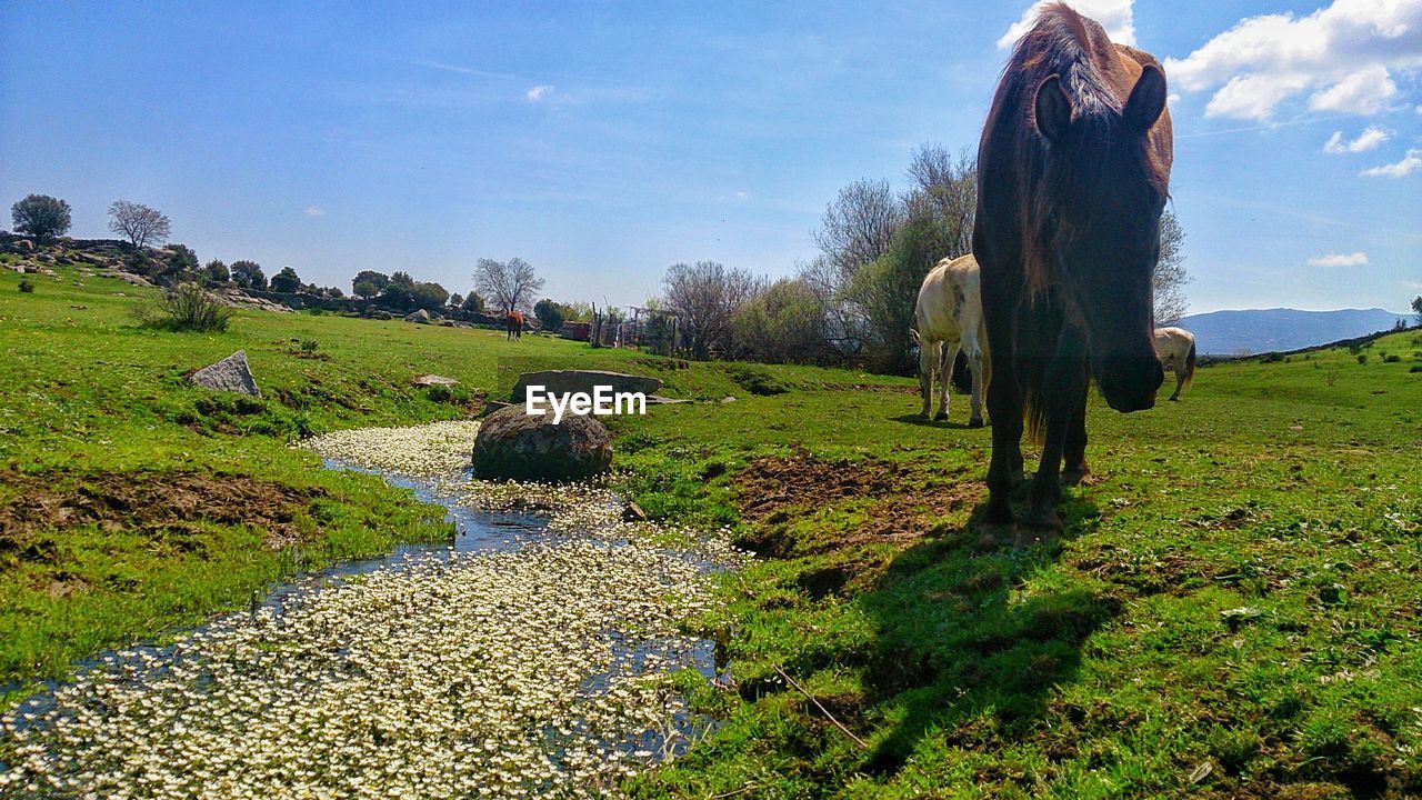 View of horses grazing in pasture