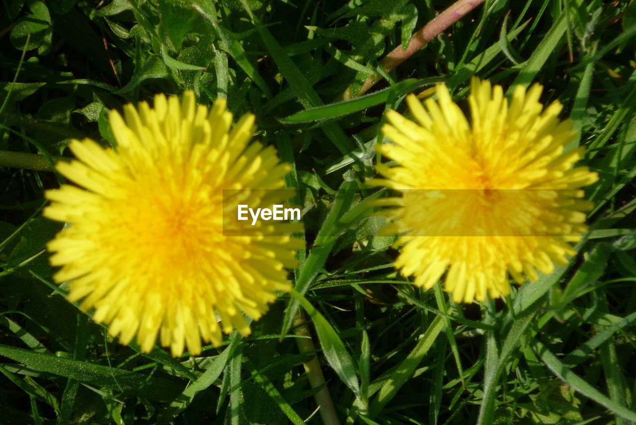 CLOSE-UP OF YELLOW FLOWERS BLOOMING