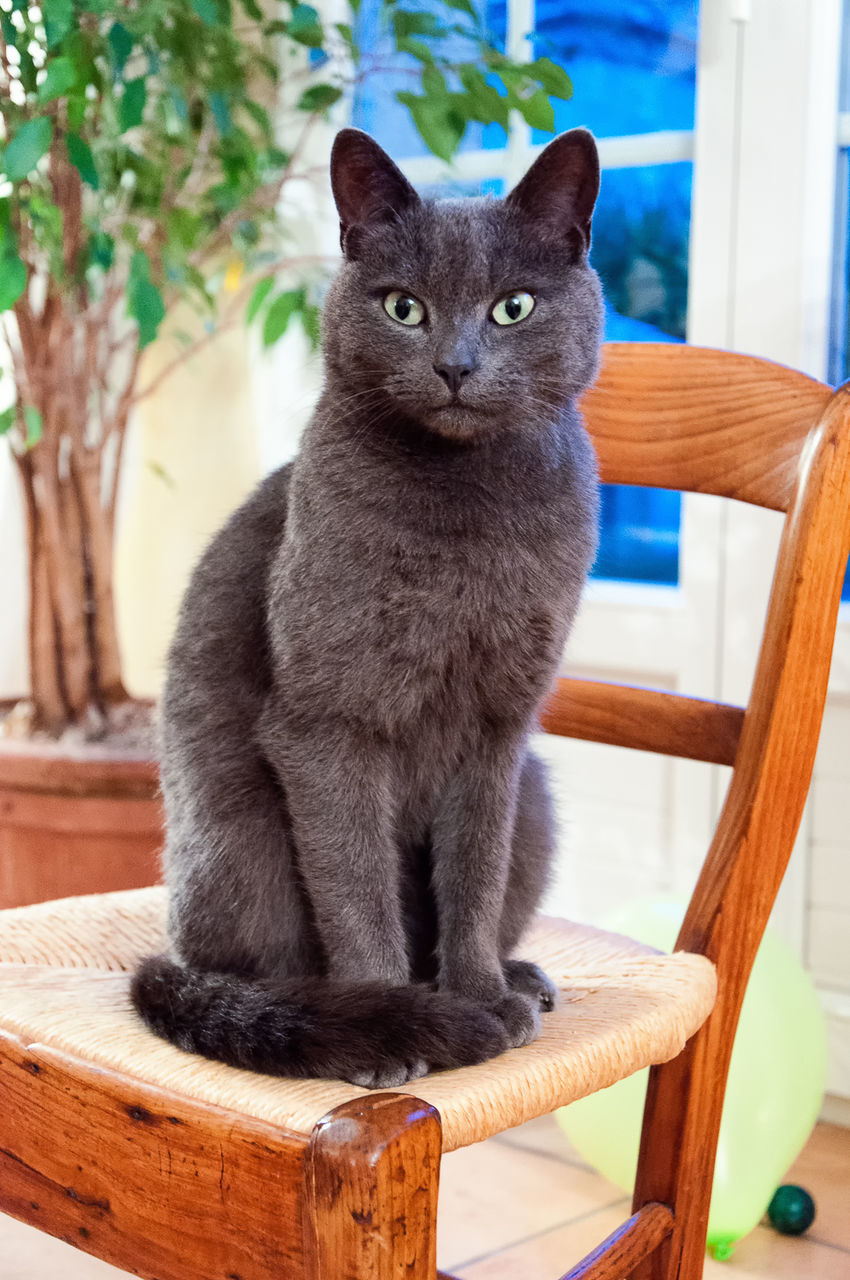 Close-up of black cat sitting on chair