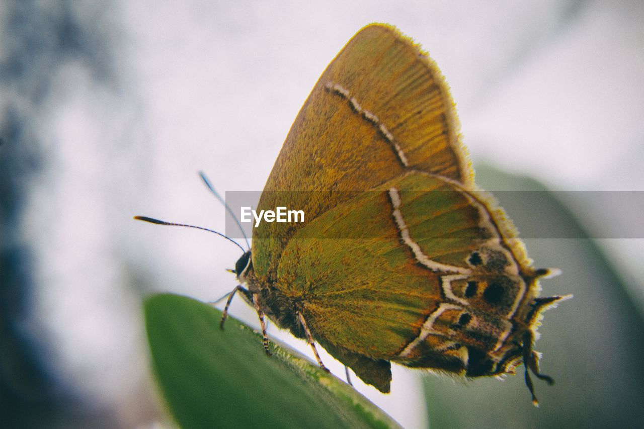 CLOSE-UP OF BUTTERFLY