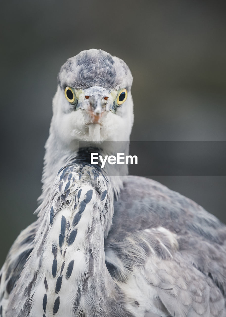 CLOSE-UP OF EAGLE