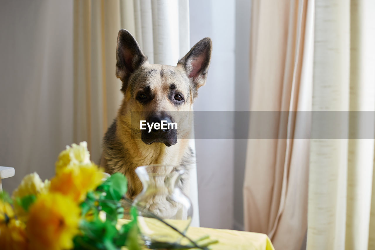 domestic animals, pet, one animal, dog, canine, mammal, animal themes, animal, indoors, portrait, flower, flowering plant, home interior, looking at camera, no people, domestic room, carnivore, window, plant, lap dog, sitting, day, looking, nature, selective focus, furniture