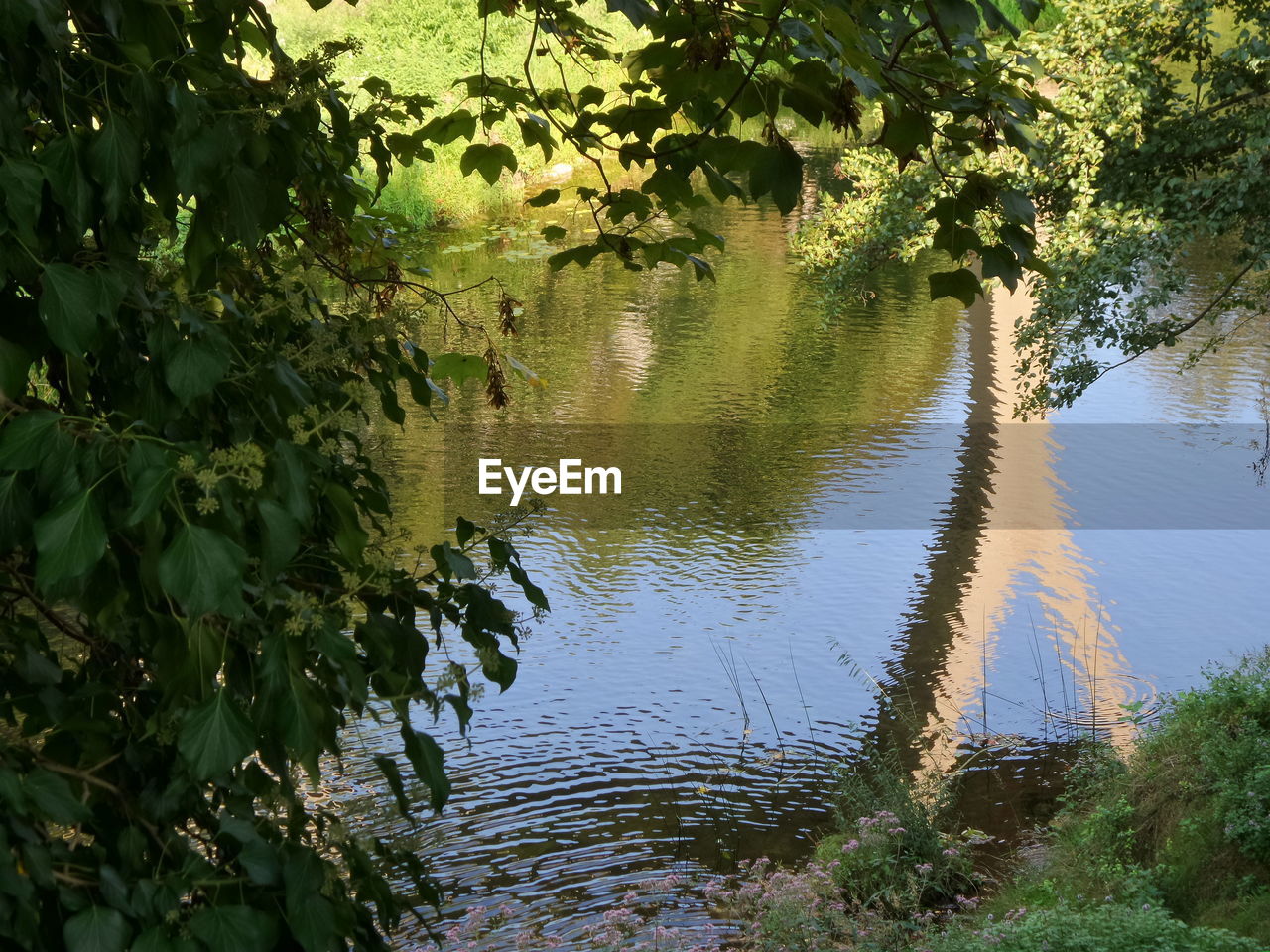 TREES BY RIVER IN FOREST