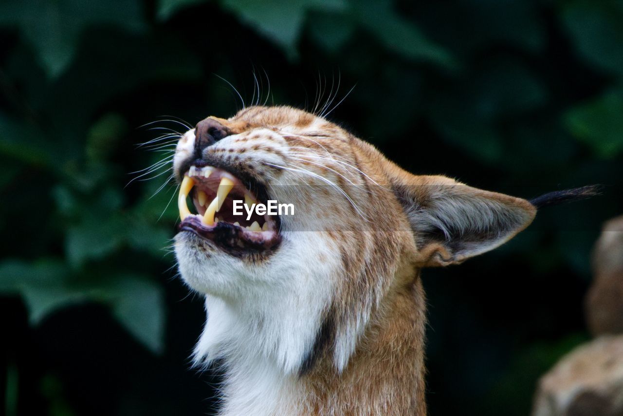 Close-up of lynx yawning