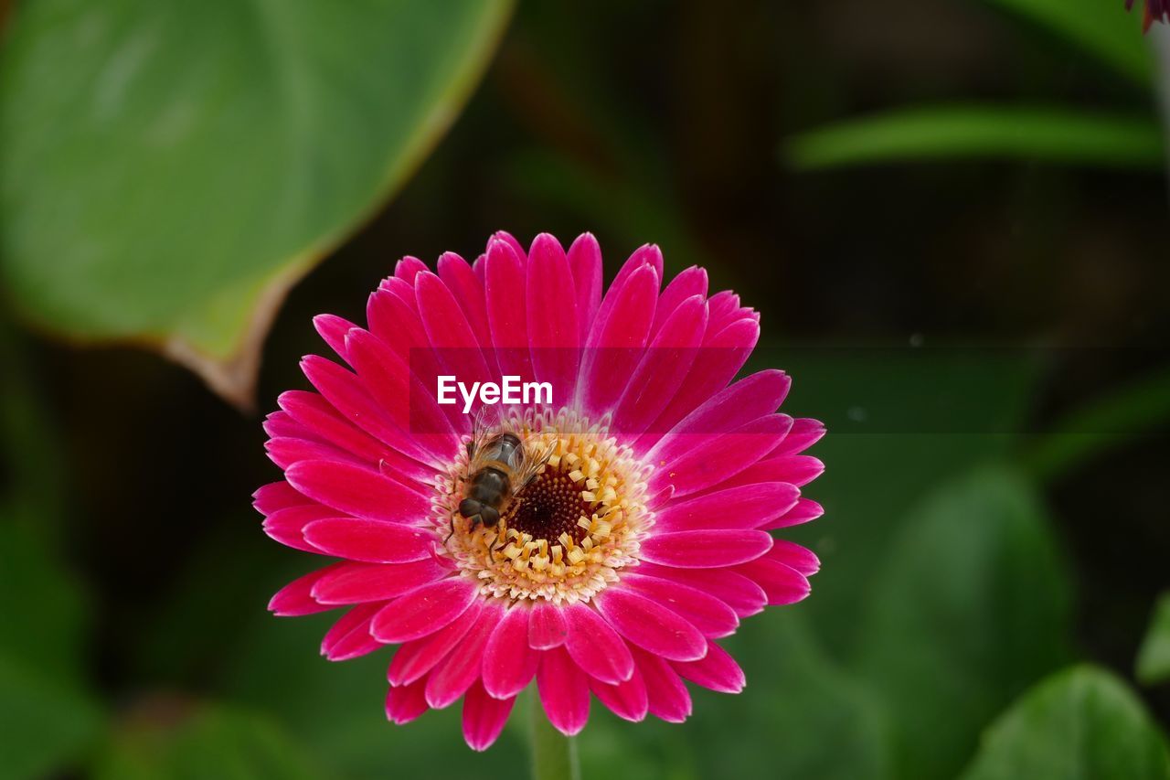 CLOSE-UP OF HONEY BEE POLLINATING FLOWER